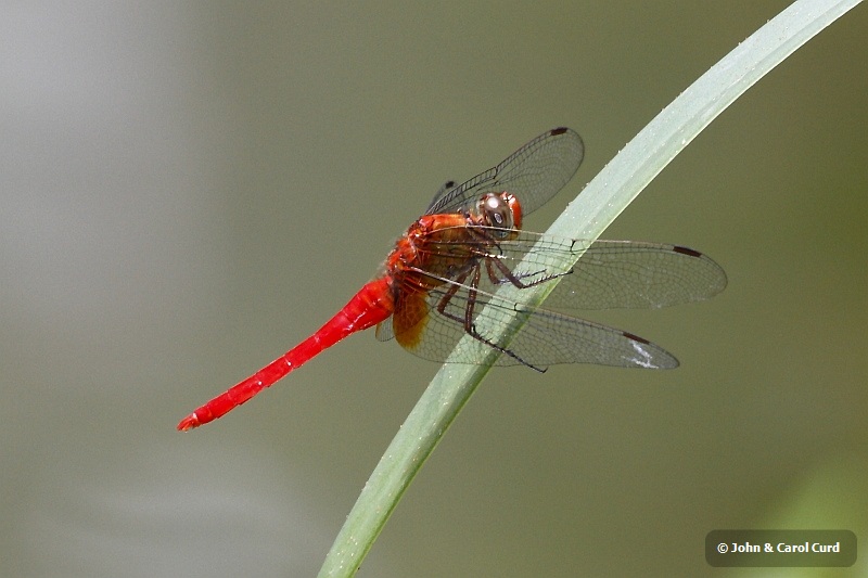 J01_2004 Orthetrum testaceum.JPG